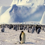南極巨大冰山擱淺，阻擋企鵝的覓食途徑，牠們可能在20年內滅絕！元凶正是…