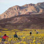 加州死亡谷突然遍野花朵怒放！這個全球最低、最熱的地區為何出現「超級大錠放」現象？
