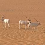 全球野生旋角羚羊只餘三頭！最能適應沙漠的物種為什麼身陷險境？