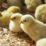 他們改善了飼養和宰殺雞隻的方法，但動物的生命權得到保障和尊重嗎?看看美國幾個例子。