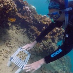 大堡礁災難性珊瑚白化出現了。科學家試圖培育「超級珊瑚」，究竟能否超越大自然的挑戰？