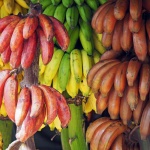 香蕉是全球四億人的熱量來源，還有大量人口以它為副糧。品種過千的香蕉，現時只有一種流行。大家知道危機所在嗎?