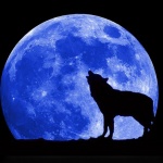 月圓夜會影響人和動物行為嗎？科學家回答了部份問題…