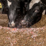 用Skittles彩虹糖餵牛？一宗交通意外揭發了連串養牛業令人驚詑的行徑