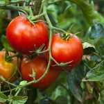 為什麼番茄失去了原始的美味？現代科學能補救嗎？