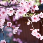 日本四月櫻花隨溫度上升越來越早開，數百年來的穩定花期已遭破壞！世人能不憂慮氣候變化？
