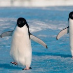可愛企鵝瀕危，氣候環境惹禍：4.25企鵝日對人類的提醒