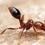 牠們是世界上最具入侵性物種之一：紅火蟻！牠們有甚麼特性，令到日本人近來忙於應付？
