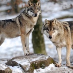 法國再度狼來了！野狼是大家想像中那樣嗎？在人類的保育努力下，狼和羊能否共存？