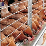 法國將禁售「格子籠」裡雞隻產下的蛋。生態放養終能全面實施嗎？
