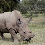 人類正目睹又一個物種的滅絶: 全球最後一頭雄性北非白犀牛年邁染病，血脈恐將斷絕…