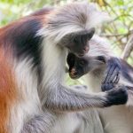 紅疣猴的「家族危機」：誰在威脅牠們？