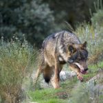 ｢狼旅遊｣？西班牙西北山區多元方法推動觀狼代替獵狼。人狼共處就這樣逐漸成為可能….