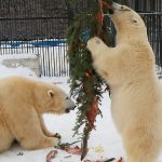 北極熊闖入俄羅斯偏遠島嶼，居民都不敢外出，但牠們也是被逼走到陸地上…