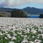 澳洲塔斯曼尼亞有一個公開的秘密：當地供應了全球一半製藥用的罌粟…