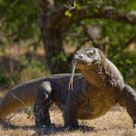 世上最大蜥蝪科莫多龍因何被捕獵者看上了？印尼決定關閉棲息地，2021且看成效。