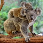 澳洲樹熊在本世紀內消失！這個令澳洲舉國不安的警號因何響起？