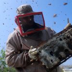 西岸地區的蜜蜂不止為巴勒斯坦人提供生計，更協助他們突破防線…