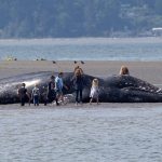 北美太平洋沿岸大量灰鯨擱淺死亡，原因可能是吃不飽？食物鏈的失衡更令人擔憂…