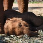 小象累倒了!泰國騎大象活動，常見母象繫著小象供人役使，結果令人心疼……