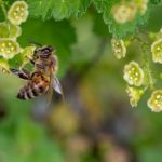 野生蜜蜂採用塑膠廢料築巢，人類製造的污染物去到多遠？