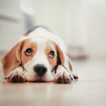 人們為何愛上狗狗？新研究指出牠們在演化過程中學懂「眉目傳情」…
