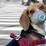 人和犬都努力應付南韓空氣污染：口罩、氧氣瓶、還有豬肉……