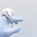 在老鼠和豬隻體內培養人類器官：新試驗為病人帶來希望？還是會製造生物危機？
