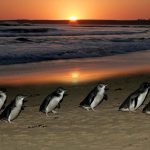 澳洲維多利亞省政府花了30多年，將一個外島還原成一個企鵝天堂…