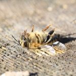 巴西三個月來五億蜜蜂死亡，俄羅斯南非等國同類情況也可能因為「它」？人類食物鏈會不會受到牽連？