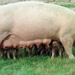 非洲豬瘟衝擊下有人養飼超巨型豬隻！這樣做有違天然？