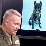 軍犬在戰場上的能力和貢獻：誰能代替您地位！