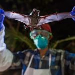 武漢肺炎來勢洶洶，基因圖譜顯示「新型冠狀病毒」與引發SARS 的蝙蝠所帶病毒最相似。為什麼蝙蝠好像是冠狀病毒的儲存庫？全因為牠的幾個特性….