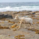 蘇格蘭小島上的綿羊為勢所逼，轉吃海藻！牧羊人走了，她帶著理想隻身前來…