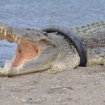 印尼野生鱷魚被輪胎纏頸多年，「拯救戰團」多番無功而還，前境難料……