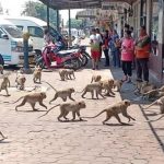 猴子街頭混戰、鹿群闖入古都… 疫情下無人餵飼，動物行為異常