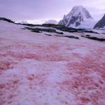 南極近日發現有白雪變成鮮紅一片！「西瓜雪」預警甚麼？