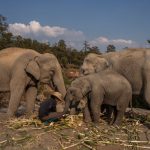 泰國旅遊業受重創，多達2,000頭大象面臨「失業」，當地人無力飼養，有更好的方法安置這些大象嗎？