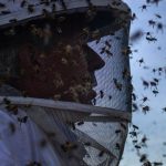 巨型亞洲大黃蜂首次越洋登陸北美，人們如何應對這群外來的「捕食者」？