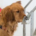 病毒也有不同氣味! 經訓練的檢疫犬能嗅出新冠肺炎，狗狗可望提供另一項快速篩檢方法