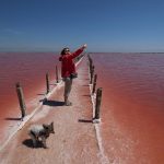 黑海之濱的克里米亞，有一個如夢幻的粉紅色鹽湖，奇景何以形成？