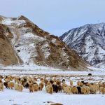 邊境糾紛、氣候變化，喀什米爾牧民前路越來越難走下去！Cashmere羊毛生產遇到極大挑戰…