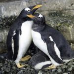 動物界的同性婚姻！一對雌性企鵝「收養」了一顆受精蛋，更孵化成幼企鵝。動物的繁殖方式，其實十分多樣化⋯⋯