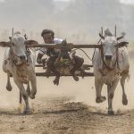 從農村到賽場，緬甸牛車仍然隨處可見，牛車匠能令這種傳統交通工具免受淘汰嗎？