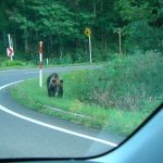 近月來日本野熊出現超過一萬次，想驅趕又不用傷害牠們，這個裝置會奏效嗎？