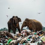 斯里蘭卡農村大象與人爭地，象群闖入垃圾場覓食⋯⋯