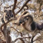 甚麼是「掉落熊」（Drop Bear）？這種澳洲傳說中的神秘動物是真是假⋯⋯