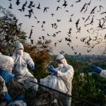 泰國的蝙蝠洞長期吸引遊客、朝聖者和肥料公司，在這裏，人們的生計與蝙蝠連成一起……