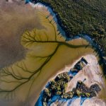 澳洲卡科拉湖（Lake Cakora）出現了「生命之樹」，鏡頭下的大自然傑作，令人驚嘆……