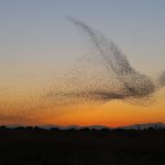 令科學家迷惑自然奇觀：椋鳥「群飛」，成千上萬鳥兒列隊飛翔，是互相保護、抱團取暖，還是有其他原因？